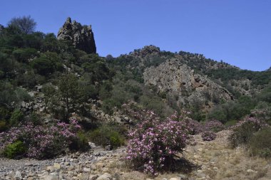 Kanyon Bidda adetler