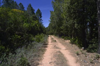 Monte Genis'in ahşap