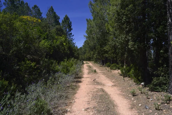 Monte Genis'in ahşap