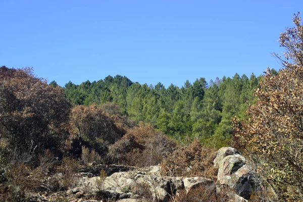 Θέα Στο Ξύλο Μόντε Γένη — Φωτογραφία Αρχείου