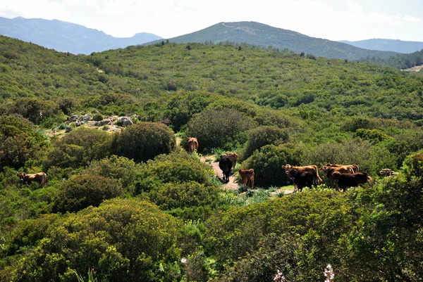 Vaca País Sant Andrea Frius — Foto de Stock