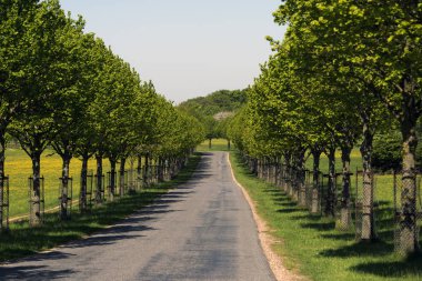 Bahar ağaçları Danimarka dışında yol boyunca. Genç bir cadde.