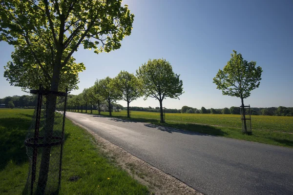 Vårens Träd Längs Vägen Utanför Danmark Ung Avenue — Stockfoto