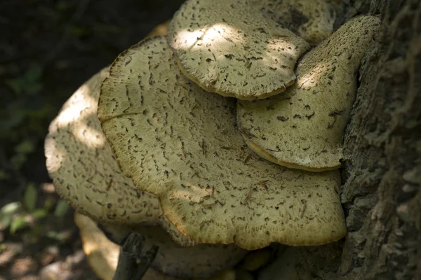 Gros Plan Champignons Qui Poussent Sur Les Arbres Morts Danemark — Photo