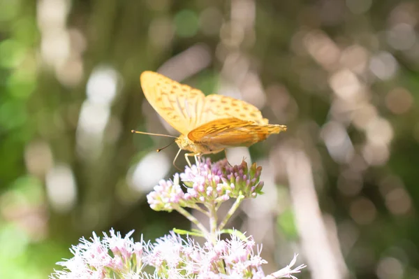 Бабочка Отдыхает Цветке Валлепьетре Парк Деи Монти Симбруини Италия — стоковое фото