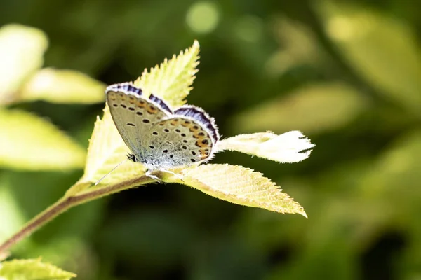 蝴蝶在瓦莱皮特拉 帕科迪蒙蒂辛布鲁尼 意大利 — 图库照片