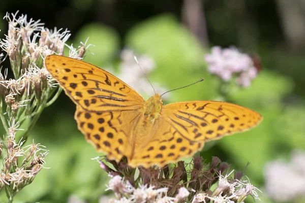 Schmetterling Auf Blume Pietra Tal Parco Dei Monti Simbruini Italien — Stockfoto