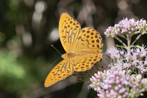 Kelebek Vallepietra Çiçek Üzerinde Dinlenme Parco Dei Monti Simbruini Talya — Stok fotoğraf