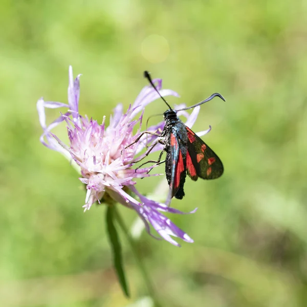 Kelebek Vallepietra Çiçek Üzerinde Dinlenme Parco Dei Monti Simbruini Talya — Stok fotoğraf