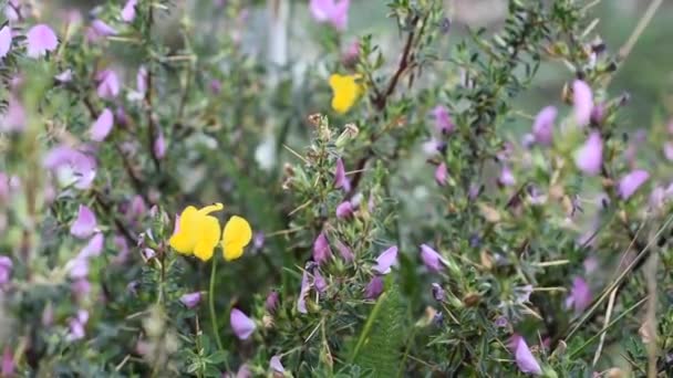 Wietrzne górskie kwiaty, Monti Simbruini Park — Wideo stockowe