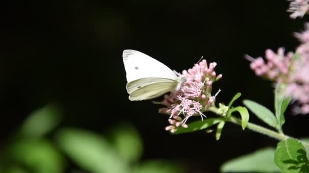 Farfalla sui fiori nel Parco dei Monti Simbruini — Video Stock