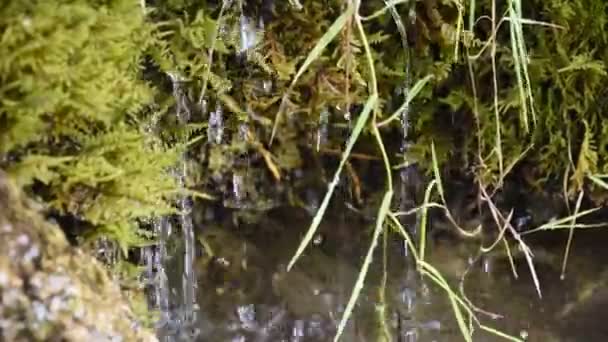 喷泉中的青苔使动物喝水 — 图库视频影像