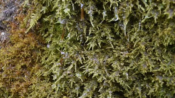 Moss in the fountain to make animals drink — Stock Video