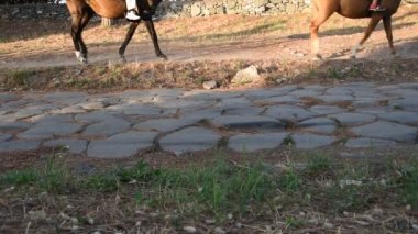 Appia Antik Antik Roma yolu görünümü