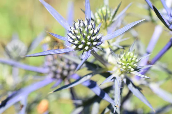 Hermosas Flores Montaña Parque — Foto de Stock