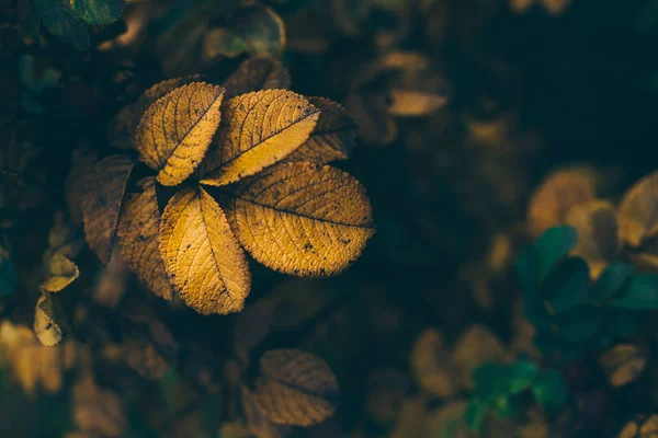 Yaban gülünün sarı yaprakları. Kopyası olan sonbahar arkaplanı — Stok fotoğraf