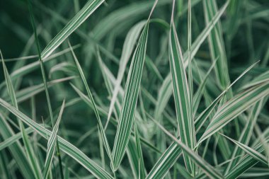 Yeşil yaprakların arka planı. Doğa geçmişi. Yumuşak odaklanma. Kapat..