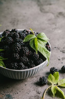 Gri arka planda gri bir seramik kasede yaprakları olan böğürtlenler. Kapat, boşluğu kopyala.
