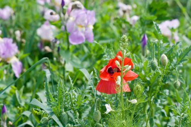 Menekşe irises ile bir alanda merkezinde bir kırmızı haşhaş