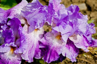 Menekşe iris çiçekleri bahçede yetişir