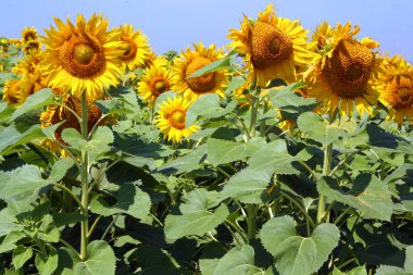Ayçiçeği alanın geniş bir görünüm