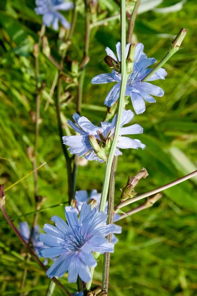 Blumen Des Wilden Chicorée Auf Dem Hintergrund Eines Feldgrases — Stockfoto