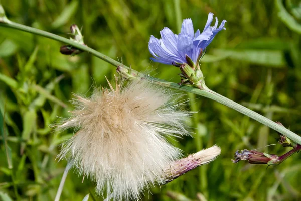 Flores Chicória Selvagem Contexto Uma Grama Campo — Fotografia de Stock