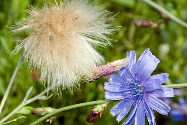 Fiori Cicoria Selvatica Uno Sfondo Erba Campo — Foto Stock