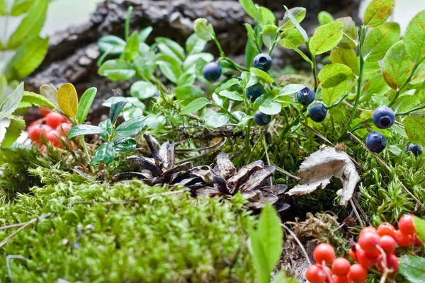 Afinele Cresc Pădure Printre Verdeață Mușchi — Fotografie, imagine de stoc