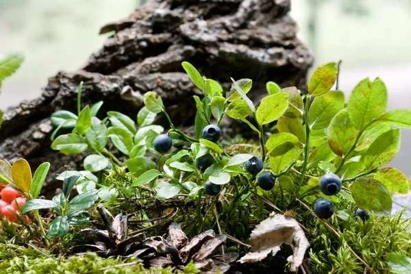 Los Arándanos Crecen Bosque Entre Vegetación Musgo Imagen de archivo