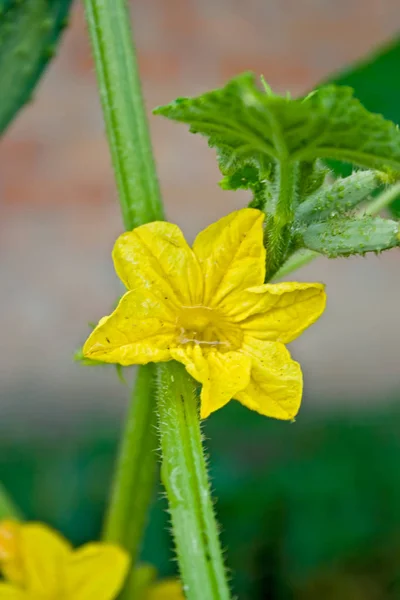 キュウリと小さな緑のキュウリの黄色の花は 夏に庭で育つ — ストック写真