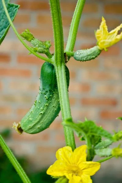 Gele Bloemen Van Een Komkommer Kleine Groene Komkommers Groeien Een — Stockfoto