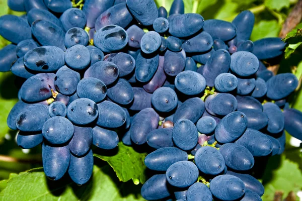 Два Пучки Стиглого Синього Винограду Фоні Зеленого Листя — стокове фото