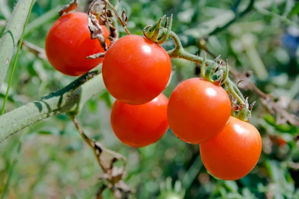 成熟的红色和多汁的樱桃西红柿的一个分支生长在花园里 — 图库照片
