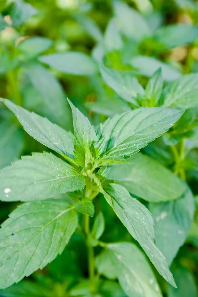 芳香薄荷在花园里生长 免版税图库图片