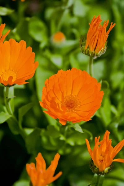 Orangefarbene Ringelblumen Wachsen Garten — Stockfoto