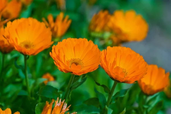 Orange Calendula Flowers Grow Garden — Stock Photo, Image