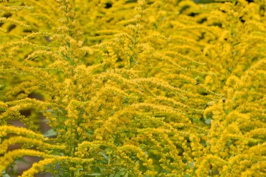 Sarı çiçek çiçeklenme yaz altın başak