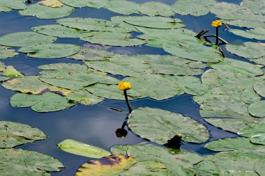 Sümer nehirde sarı nilüfer