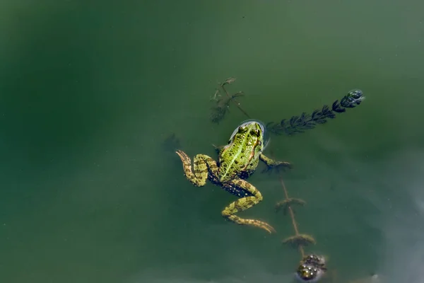 Rospo Verde Sulla Superficie Del Fiume — Foto Stock