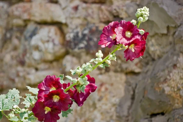 Taştan Bir Duvar Bir Arka Plan Üzerinde Mor Ebegümeci Çiçeği — Stok fotoğraf