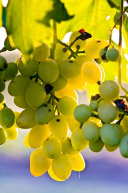 Sonbahar bağ içinde olgun sarı şarap üzüm 