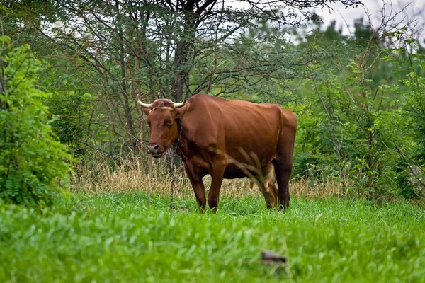 One Brown Cow Grazing Meadow — Stock Photo, Image