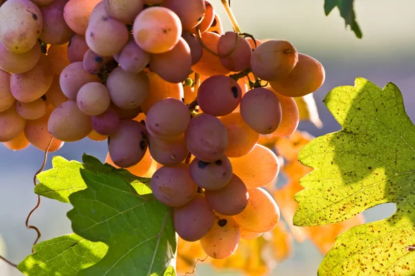 Стиглі Рожеві Вина Виноград Винограднику Восени — стокове фото