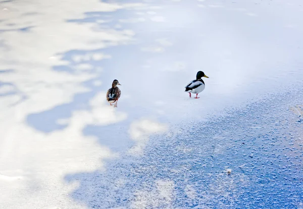 Zwei Enten Männlich Und Weiblich Auf Dem Eis Eines Zugefrorenen — Stockfoto