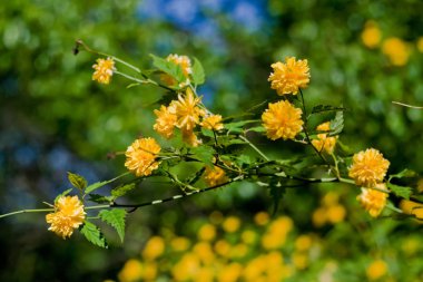 Bush turuncu bahar çiçekleri