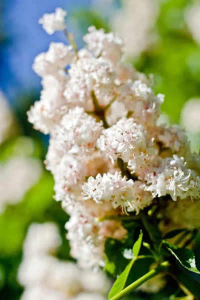 Fleurs Châtaignier Avec Des Feuilles Sur Fond Ciel Bleu — Photo