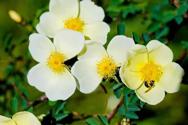 玫瑰花的黄花 — 图库照片
