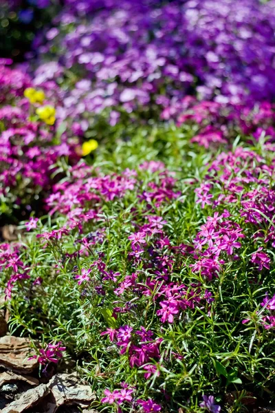 Kleine Violette Blüten Zeitigen Frühling — Stockfoto