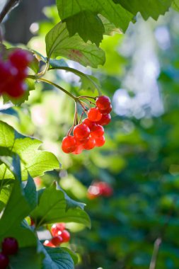 Güneş ışığı bahçesinde kartopu çilek büyümek